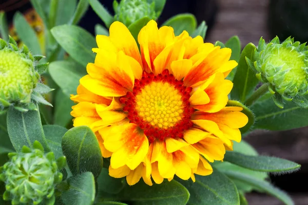 Gaillardia African Sunset Spring Summer Flowering Plant Commonly Known Blanket — Stock Photo, Image