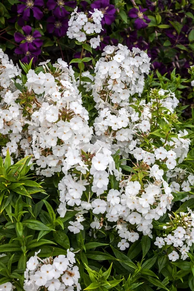 Phlox Carolina Miss Lingard Herbaceous Springtime Summer White Flower Plant — Stock Photo, Image