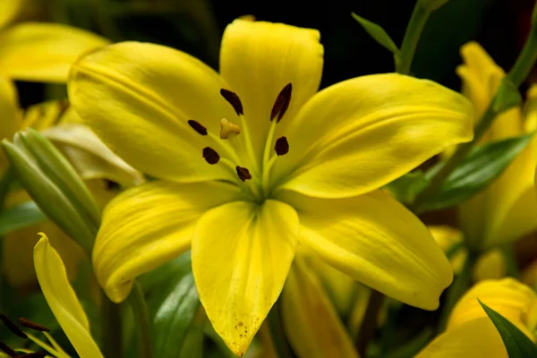 Schöne Gelbe Blume Garten — Stockfoto