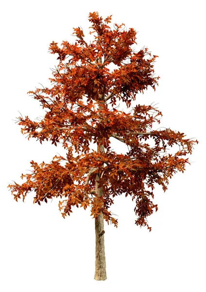 白色背景下孤立的秋天黑胶树的三维渲染 — 图库照片