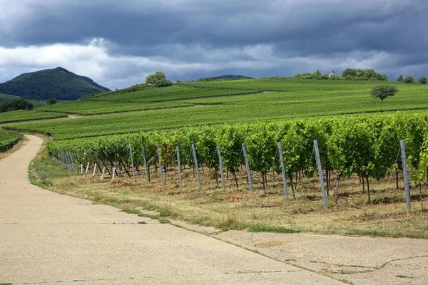 Vignobles Dans Palatinat — Photo