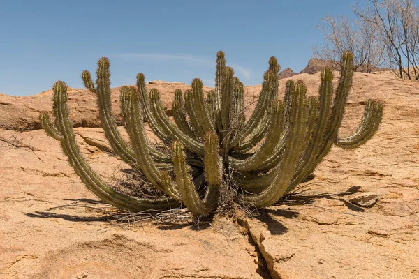 Pustynia Saguaro Utah — Zdjęcie stockowe