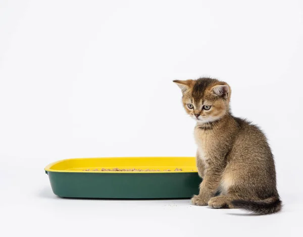 Chaton Chinchilla Britannique Tiques Dorées Directement Assis Côté Une Toilette — Photo