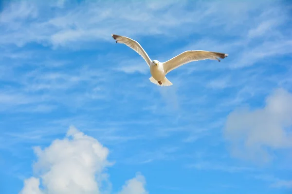 Meeuwen Die Lucht Vliegen — Stockfoto