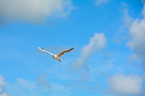 Gaivota Voando Céu — Fotografia de Stock