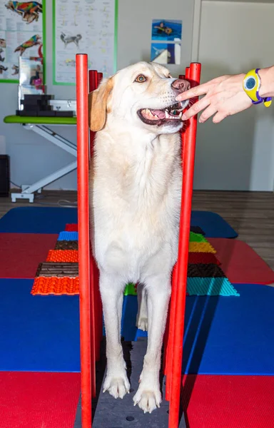 Cachorro Branco Alto Recebe Uma Recompensa Final Parkour — Fotografia de Stock