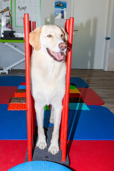 Cão Branco Alto Parkour Tratamento Físico — Fotografia de Stock