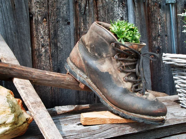 Gros Plan Une Vieille Chaussure Randonnée Usée Remplie Une Plante — Photo