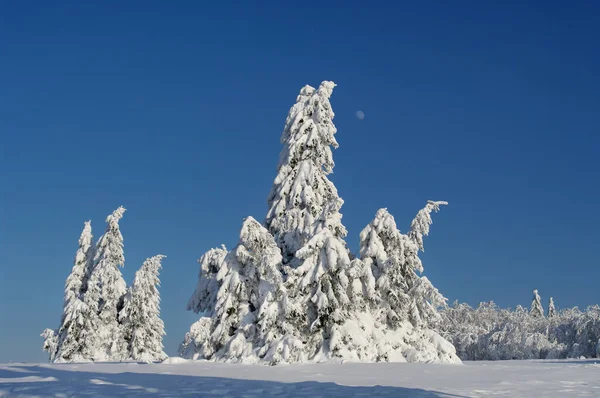 Kahler Asten Montanha 841 Com Abetos Nevados Hochheide Localizado Cordilheira — Fotografia de Stock