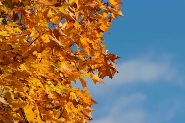 Осень Желтые Кленовые Листья Против Голубого Неба — стоковое фото