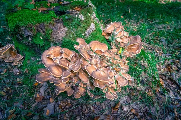 Pilze Auf Einem Baumstumpf Wald Niederbayern — Stockfoto