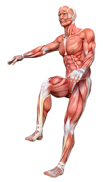 Rendering Male Figure Muscle Maps Isolated White Background — Stock Photo, Image