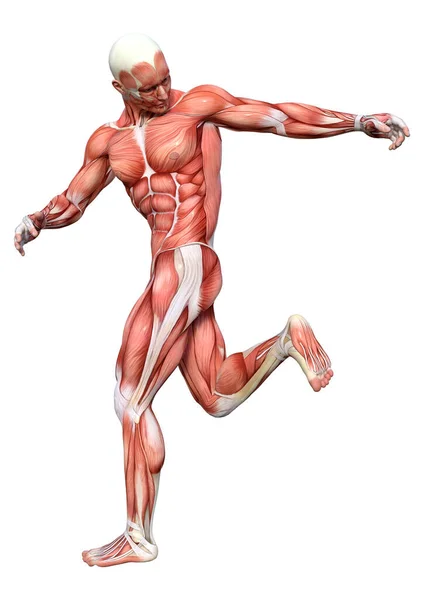 Rendering Male Figure Muscle Maps Isolated White Background — Stock Photo, Image