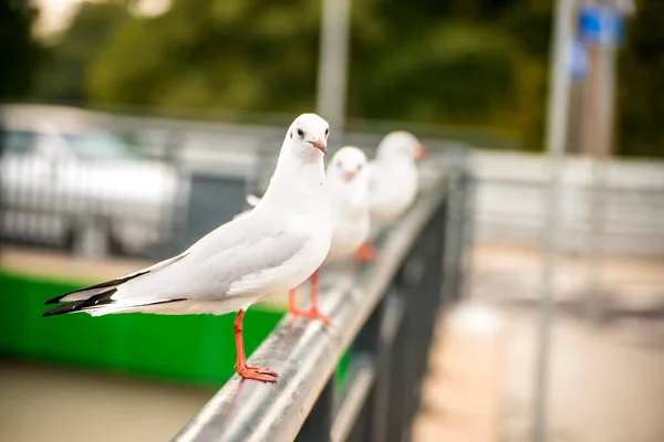 Gaivotas Cabeça Preta Corrimão Uma Ponte Rio — Fotografia de Stock