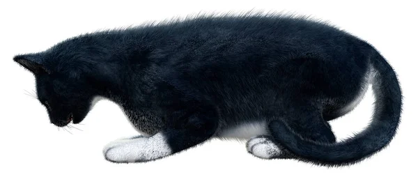 白地に隔離された黒猫の3Dレンダリング — ストック写真