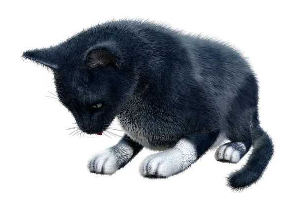 Renderização Gato Doméstico Preto Isolado Fundo Branco — Fotografia de Stock