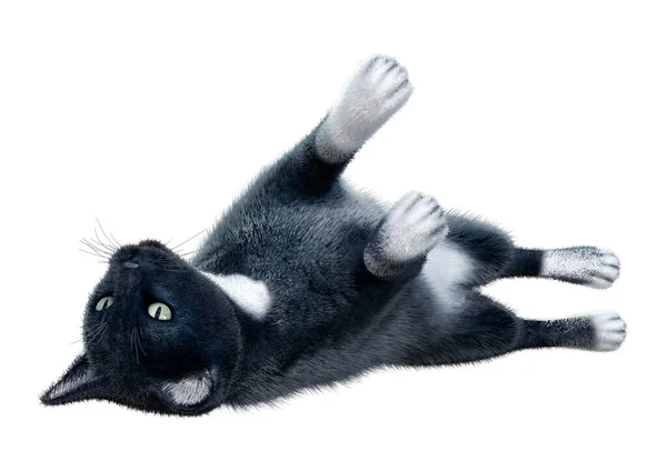 Beyaz Arka Planda Izole Edilmiş Siyah Evcil Bir Kedinin Boyutlu — Stok fotoğraf