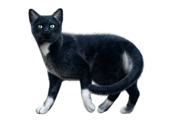 Візуалізація Чорного Домашнього Кота Ізольовано Білому Тлі — стокове фото