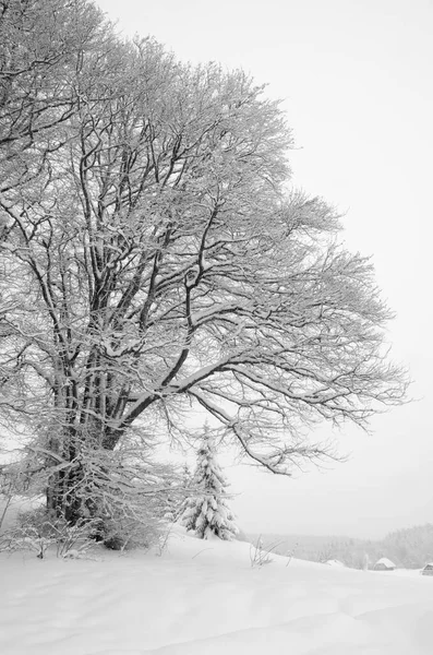 Dağda Kar Altında Ağaç Kış Manzarası — Stok fotoğraf