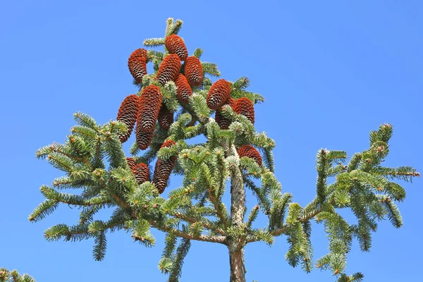 노르웨이의 토착종이다 소나무 Pinaceae 유래하였다 과학적 Abies — 스톡 사진