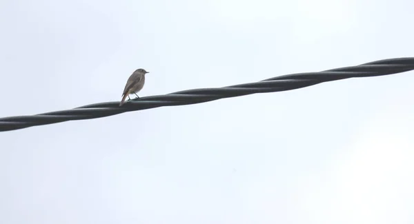 Pequeno Pássaro Senta Cabo Elétrico — Fotografia de Stock