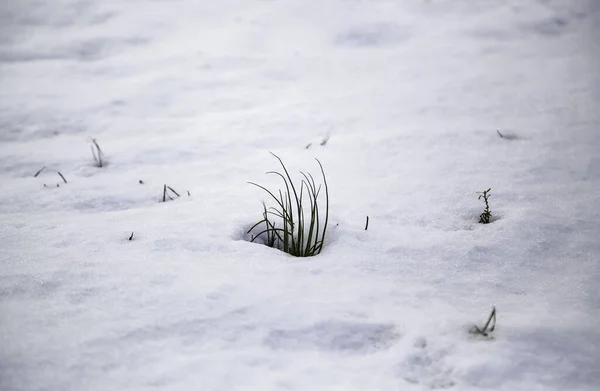Χιόνι Καλύπτονται Γρασίδι Χειμώνα — Φωτογραφία Αρχείου
