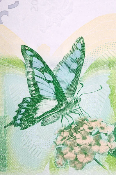Motýl Květině Hongkongských Peněz Dolar — Stock fotografie