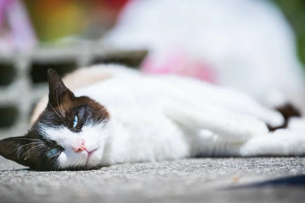 Ragdoll Siamois Chat Croisé Reposant Soleil Sur Une Terrasse Été — Photo