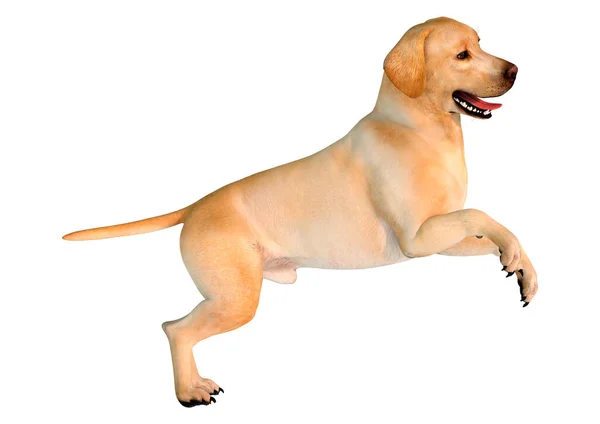 Rendering Eines Gelben Labrador Hundes Isoliert Auf Weißem Hintergrund — Stockfoto