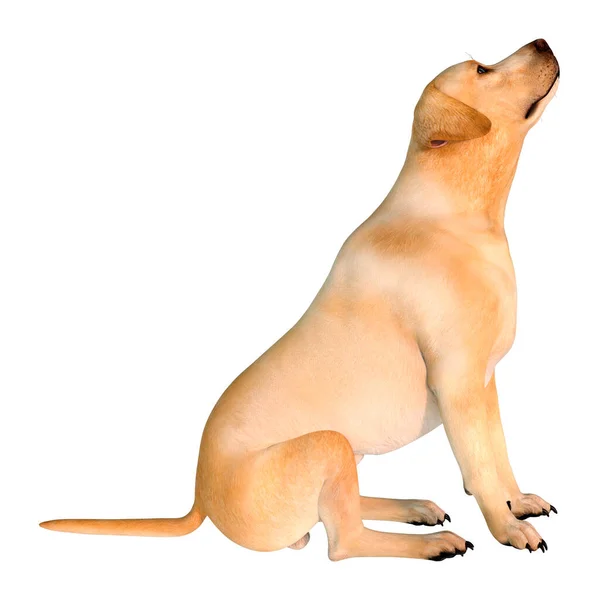 白い背景に隔離された黄色いラブラドール犬の3Dレンダリング — ストック写真