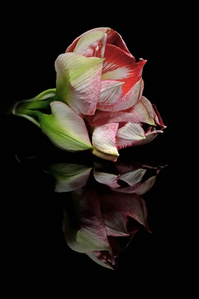 Belle Tulipe Rose Sur Fond Noir — Photo