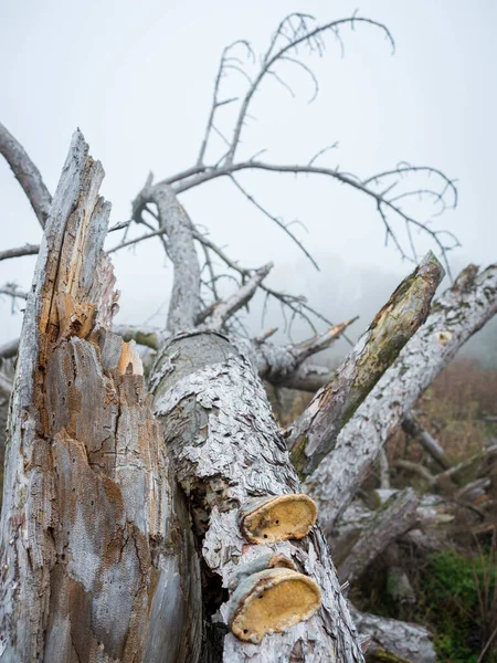風によって真菌や霧の天気で木を覆った — ストック写真