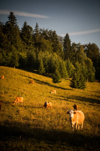 Vacas Pastando Nas Montanhas — Fotografia de Stock