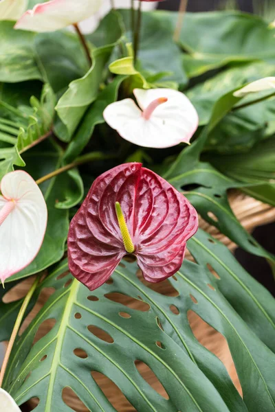 Schoonheid Floristische Decoratie Met Een Grote Rode Witte Anthurium Tropische — Stockfoto