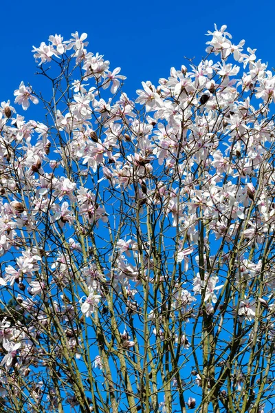 Magnolia Rosa Blanca Florece Flor Una Rama Árbol Primavera Temporada — Foto de Stock