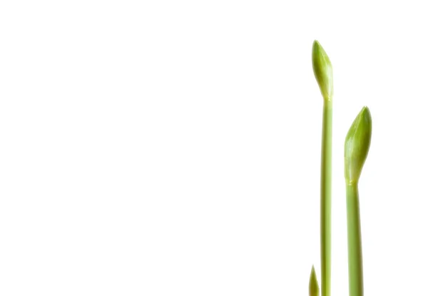 Vår Blomma Knopp Isolerad Vit Bakgrund Sammansättning Naturen Unopenend Grön — Stockfoto