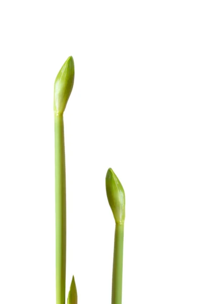 Jarní Květina Pupen Izolované Bílém Pozadí Složení Přírody Nepenend Zelená — Stock fotografie