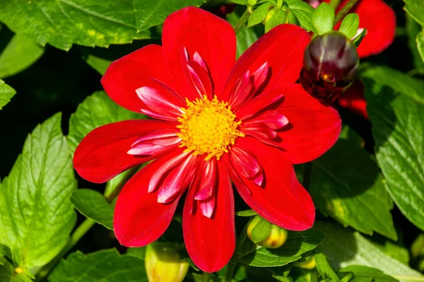 Dahlia Cascade Ken Ένα Κόκκινο Κίτρινο Καλοκαίρι Φθινόπωρο Διπλό Λουλούδι — Φωτογραφία Αρχείου