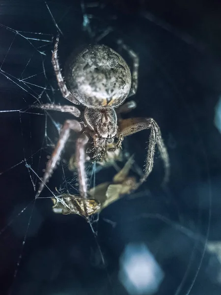 Spider Crossman Chytací Síti Sedí Kořistí — Stock fotografie