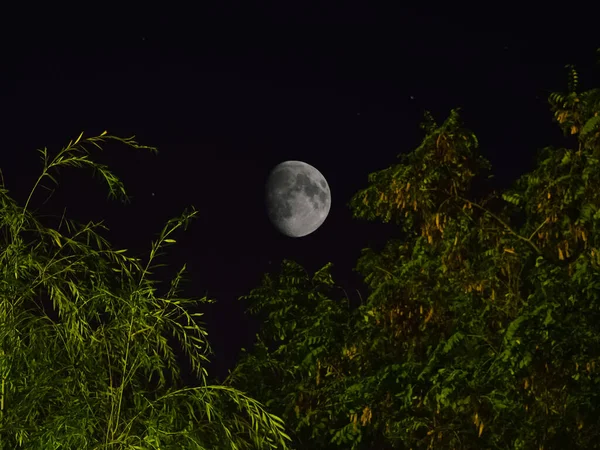 Lua Está Céu Vista Entre Coroas Das Árvores — Fotografia de Stock