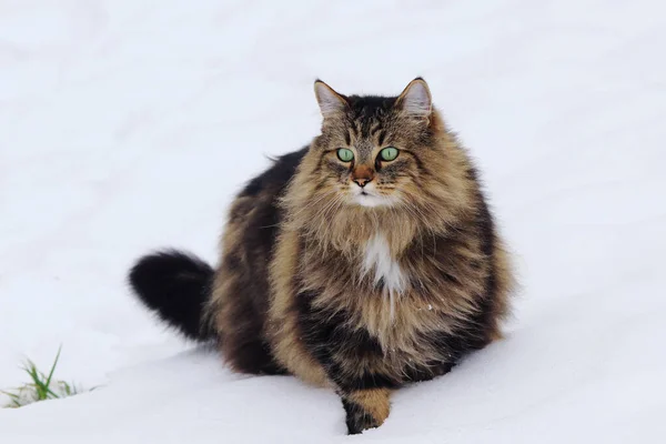 Una Femmina Piuttosto Soffice Norwegian Forest Cat Nella Neve — Foto Stock