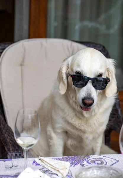 Golden Retriever Relaxant Dans Fauteuil Avec Des Lunettes Soleil — Photo