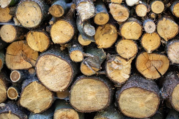 Holzstapel Wald Gestapelt — Stockfoto