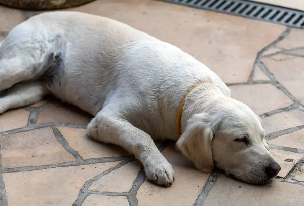 Belle Golden Retriever Sur Terrasse Pierre Dans Jardin — Photo