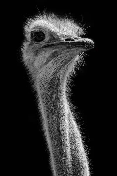 Close Common Ostrich Head Black White Namibia — Stock Photo, Image