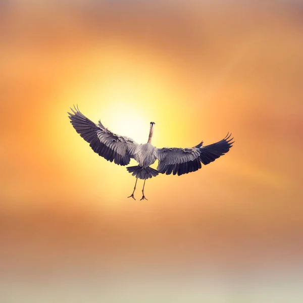 Beautiful Bird Flying Sky — Stock Photo, Image