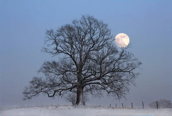 Quercia Calva Luna Piena Nella Neve Sera Nell Hochsauerland Questo — Foto Stock