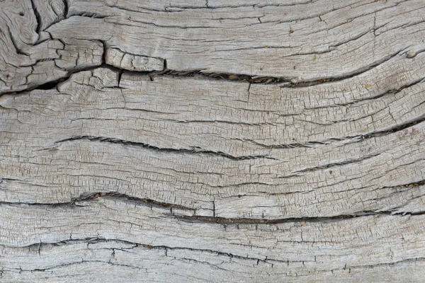 Старий Стовбур Дерева Альбіди Фахідбії Візерунок — стокове фото