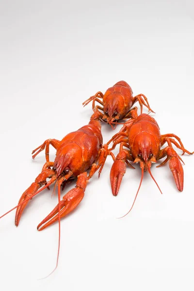 Crayfish Cozido Vermelho Fundo Branco — Fotografia de Stock
