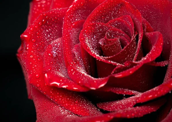 Belle Rose Rouge Avec Des Gouttes Eau Sur Fond Noir — Photo